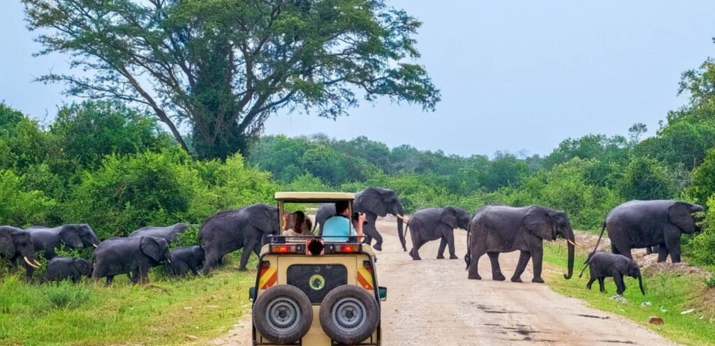 Yala National Park of Sri lanka