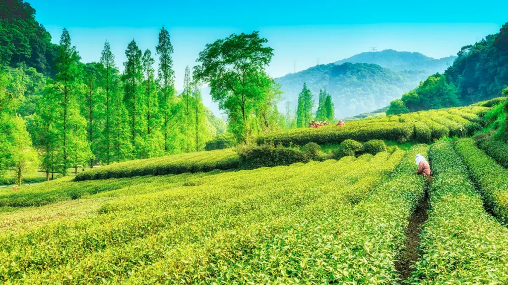 Assam Tea Gardens: A Fragrant Journey