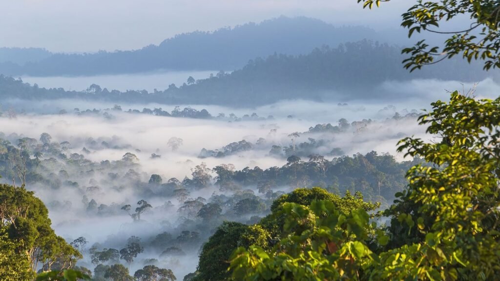 Borneo: Wildlife and Adventure