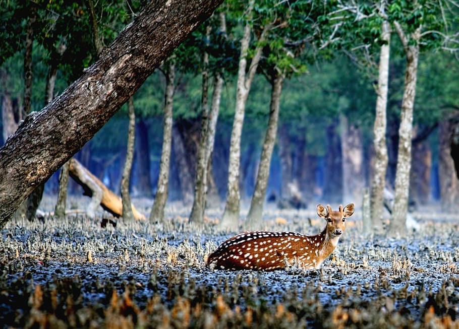 Sundarbans: A World of Mangroves and Wildlife of West Bengal