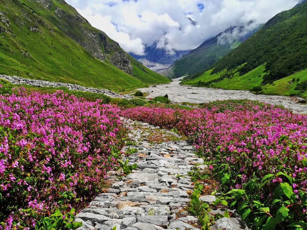 Valley of Flowers: A Floral Wonderland